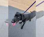 Small #6 German Shorthaired Lab