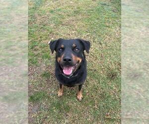 Rottweiler Dogs for adoption in Riverside, CA, USA