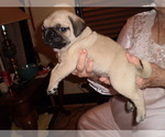 Puppy Puppy 6Lao Tzu Pug
