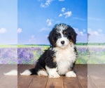 Puppy 2 Miniature Bernedoodle