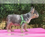 Small #1 French Bulldog