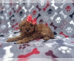 Small #5 Cavapoo