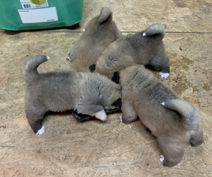 Akita Puppy for sale in NORLINA, NC, USA