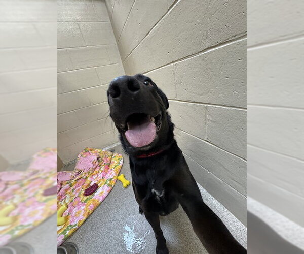 Medium Photo #2 Labrador Retriever-Unknown Mix Puppy For Sale in Center Township, PA, USA