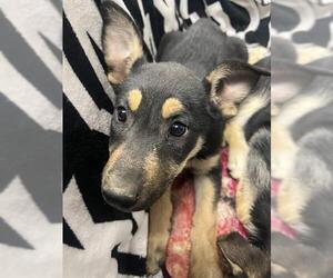 German Shepherd Dog Dogs for adoption in HESPERIA, CA, USA