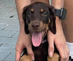 Doberman Pinscher Puppy for sale in LAKE WORTH, FL, USA