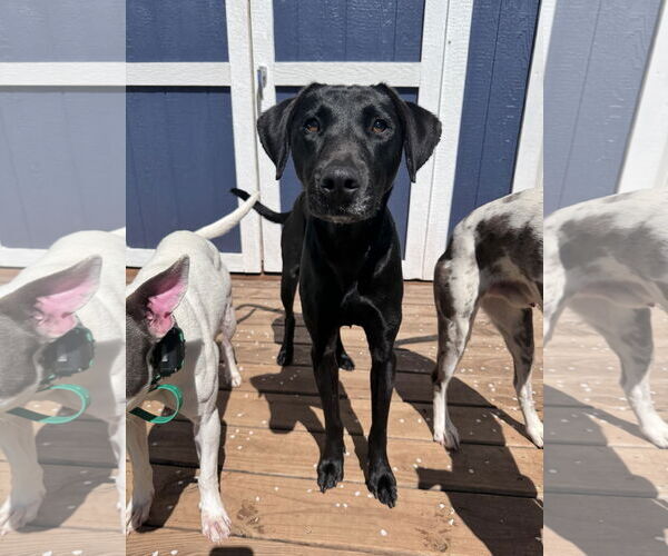 Medium Photo #11 Labrador Retriever-Unknown Mix Puppy For Sale in Greenville, SC, USA