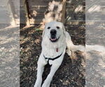 Small #4 Great Pyrenees