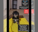 Image preview for Ad Listing. Nickname: Levine