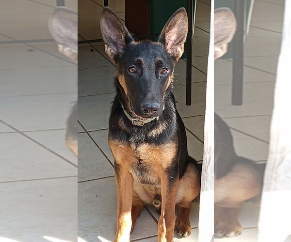 Medium Photo #10 German Shepherd Dog-Unknown Mix Puppy For Sale in Lake Forest, CA, USA