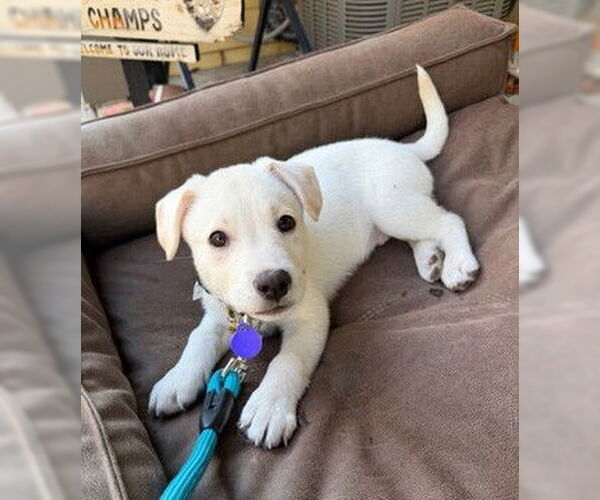 Medium Photo #3 Labrador Retriever-Unknown Mix Puppy For Sale in Fremont, CA, USA