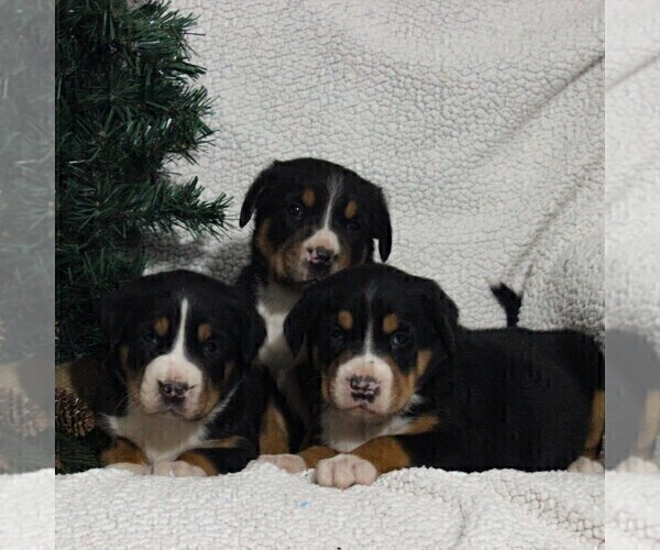 Medium Photo #2 Greater Swiss Mountain Dog Puppy For Sale in BIRD IN HAND, PA, USA