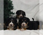 Small #1 Greater Swiss Mountain Dog