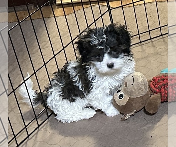 Medium Photo #1 Shih-Poo Puppy For Sale in GLOUCESTER, VA, USA