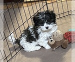 Small Shih-Poo