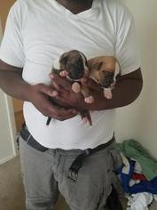 Bulloxer Puppy for sale in PARKVILLE, MD, USA