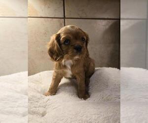 Cavalier King Charles Spaniel Puppy for sale in NEW BRAUNFELS, TX, USA