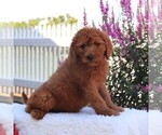 Small Photo #5 Goldendoodle Puppy For Sale in GAP, PA, USA