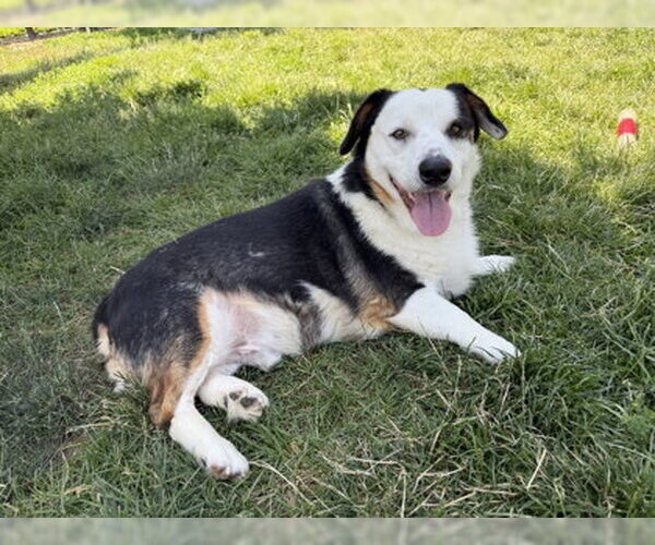 Medium Photo #1 Australian Shepherd-Unknown Mix Puppy For Sale in Denver , CO, USA
