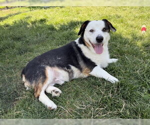 Australian Shepherd-Unknown Mix Dogs for adoption in Denver , CO, USA