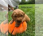 Small #15 Golden Retriever