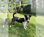 Small #4 Catahoula Leopard Dog-Jack Russell Terrier Mix