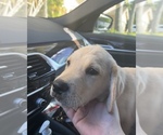 Small Photo #10 Golden Labrador Puppy For Sale in MIAMI, FL, USA