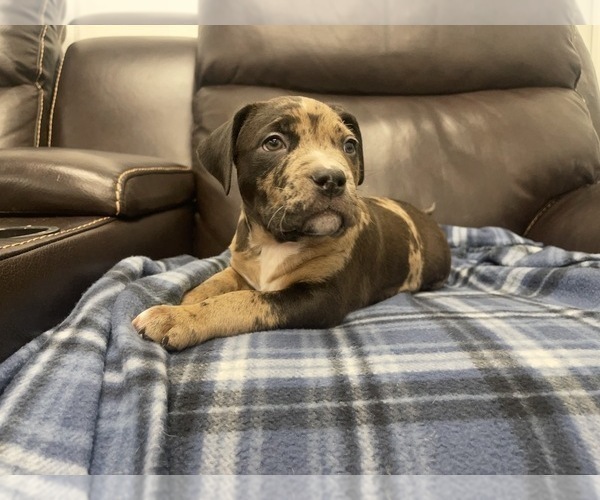 Medium Photo #101 American Bully Puppy For Sale in REESEVILLE, WI, USA