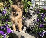 Patches - Male Pomeranian Puppy for Sale - Photo #4