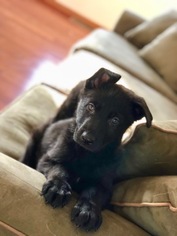 German Shepherd Dog Puppy for sale in WILLOUGHBY, OH, USA