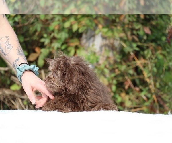 Medium Photo #32 ShihPoo Puppy For Sale in DYERSBURG, TN, USA