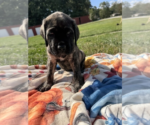 Medium Photo #1 Mastiff Puppy For Sale in ONEIDA, TN, USA