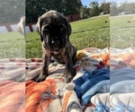 Puppy Brown Mastiff