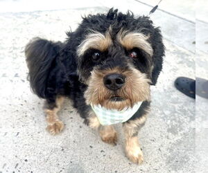Cavapoo (Miniature) Dogs for adoption in Staten Island, NY, USA