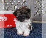 Small #1 Havanese
