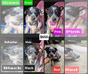 Australian Cattle Dog Puppy for sale in JASONVILLE, IN, USA