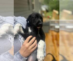 German Shorthaired Pointer-Great Pyrenees Mix Puppy for Sale in CHARLOTTE, North Carolina USA