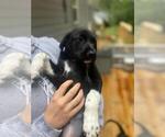 Image preview for Ad Listing. Nickname: Litter of 2