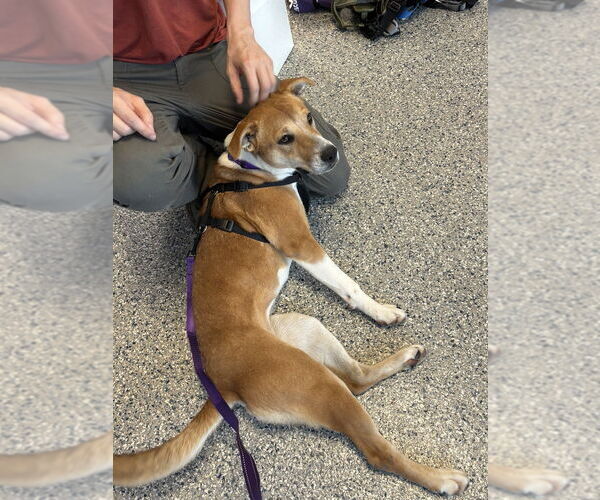 Medium Photo #7 Labrador Retriever-Unknown Mix Puppy For Sale in Greenbelt, MD, USA