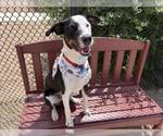 Small Border Collie Mix