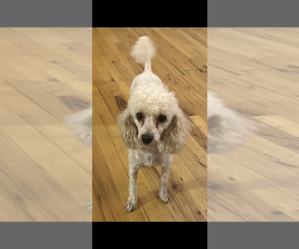 Medium Photo #1 Poodle (Miniature) Puppy For Sale in BRONX, NY, USA