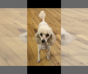 Mother of the Poodle (Miniature) puppies born on 06/29/2025