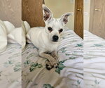 Small #7 Italian Greyhuahua