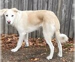 Small Photo #3 Golden Labrador Puppy For Sale in Okolona, MS, USA