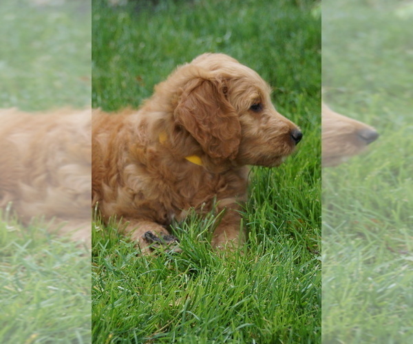 Medium Photo #3 Goldendoodle (Miniature) Puppy For Sale in MILLERSBURG, OH, USA