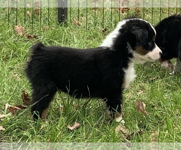 Medium Photo #10 Miniature Australian Shepherd Puppy For Sale in WOODRUFF, SC, USA