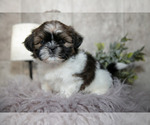 Small Shih Tzu