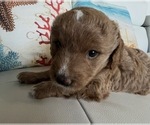 Small #5 Goldendoodle