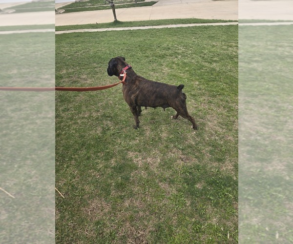 Medium Photo #1 Boxer Puppy For Sale in MT ZION, IL, USA