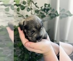 Small Photo #2 Schnauzer (Miniature) Puppy For Sale in EATONVILLE, WA, USA